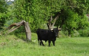 Artenreicher Fellberg in Röttingen