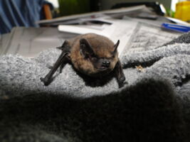 Würzburger Bat Night