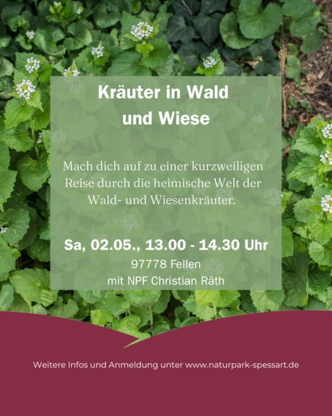 krauter-in-wald-und-wiese