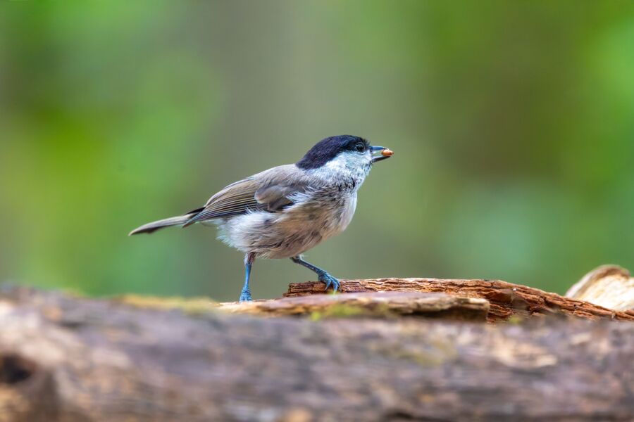 vogelstimmenwanderung-fur-alle-gefuhrte-wanderung-mit-rangerin-martina-faber