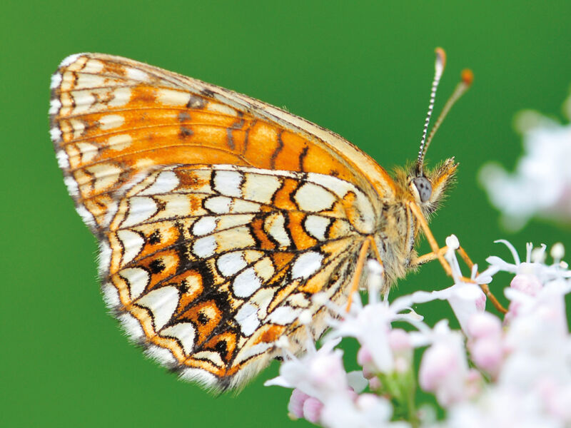 vogelaquarelle-und-makrowelten