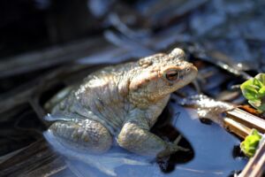 Was platscht denn da? Von Glockenfrosch und verwunschenen Prinzen - Geführte Wanderung mit Ranger Daniel Scheffler