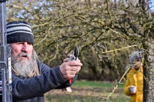 Wie bring ich meinen Apfelbaum in Form?