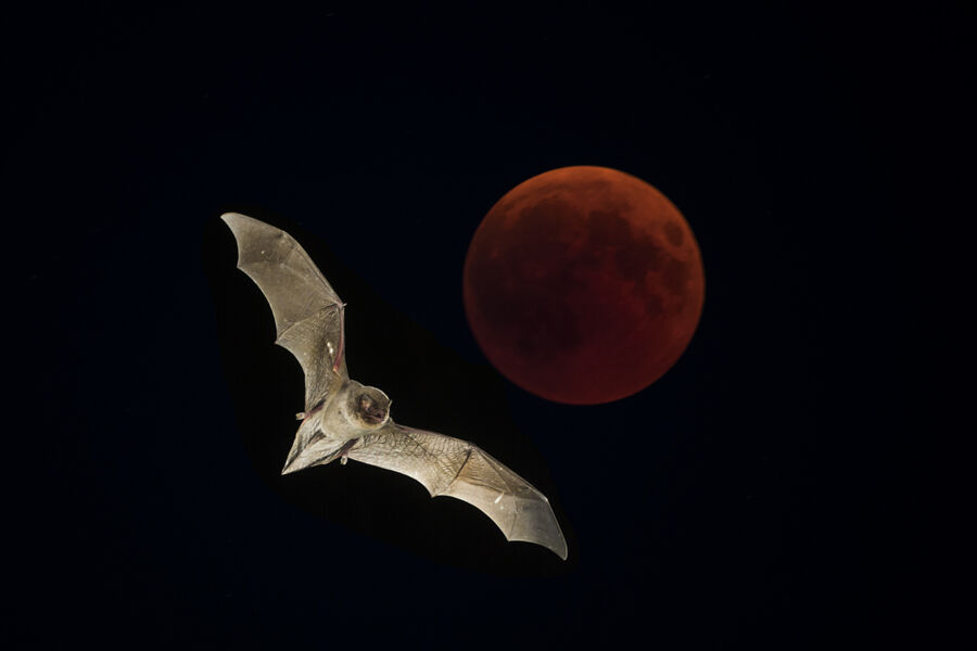 11-september-fr-bat-night-fledermausnacht-bei-fatschenbrunn-von-1800-2100-uhr