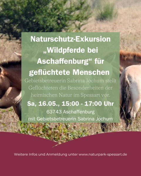 naturschutz-exkursion-wildpferde-bei-aschaffenburg-fur-gefluchtete-menschen