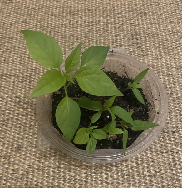 gemeinsam-vielfalt-teilen-pflanzentauschborse-in-unterpleichfeld