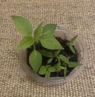 Gemeinsam Vielfalt teilen - Pflanzentauschbörse in Unterpleichfeld