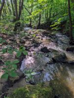 Prachtlibellen, Biberspuren und Eisvogelwände – die fantastischen Welten eines natürlichen Bachlaufes
