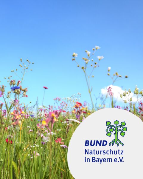 hexenkraut-kalberkropf-und-attich-naturkundlicher-spaziergang-im-guttenberger-forst