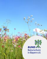 Hexenkraut, Kälberkropf und Attich - Naturkundlicher Spaziergang im Guttenberger Forst