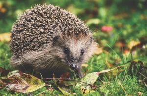 Ausstellung: Der Igel - unser Stachelritter