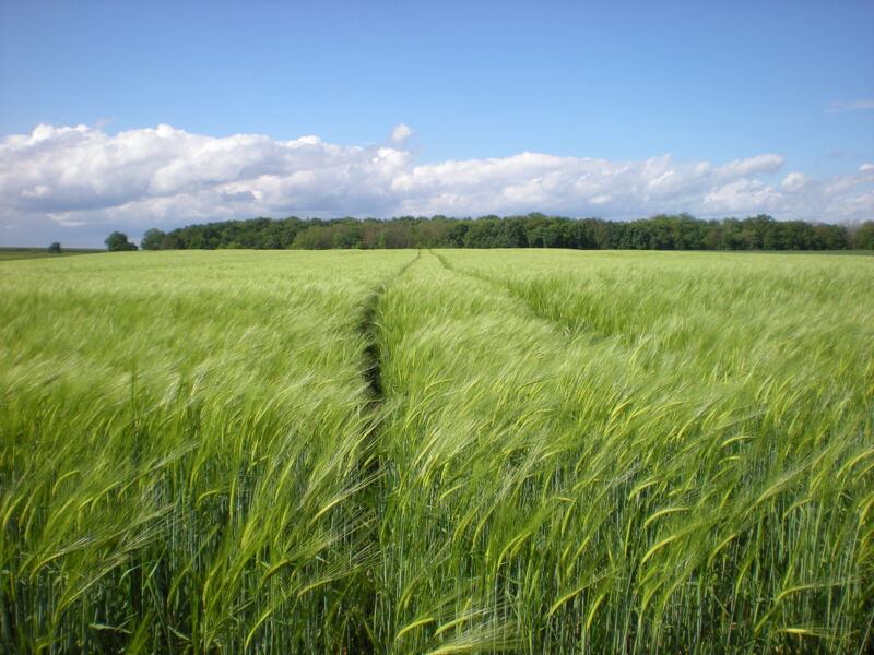 jahreshauptversammlung-des-verbandes-landwirtschaftliche-fachbildung