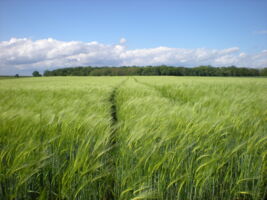 Jahreshauptversammlung des Verbandes Landwirtschaftliche Fachbildung