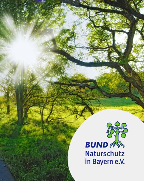 atlaszeder-trompetenbaum-und-metasequoie-reihe-ringpark-erleben-teil-5-botanische-fuhrung-im-bahnhofsglacis