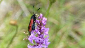 Von Orchideen, Schmetterlingen und Hans Burgeff
