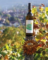 Wein-Spaziergang am Sonnenschein