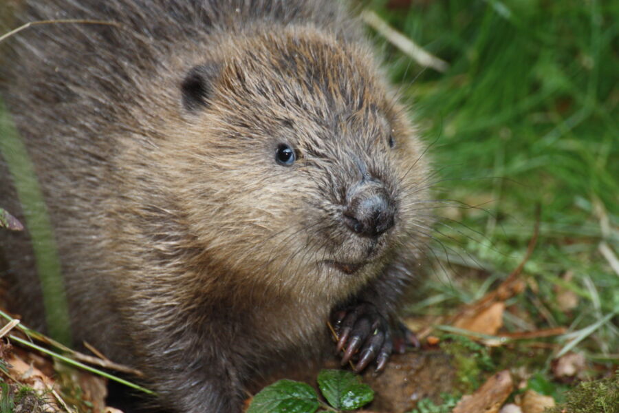 ausstellung-biber-die-guten-geister-des-wassers