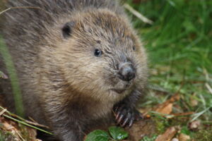 Ausstellung: Biber – die guten Geister des Wassers