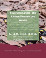 Unterwegs mit dem Ranger Feuersalamander - Die kleinen Drachen des Waldes
