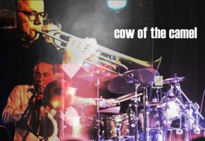 Nu-Jazz mit Cow of the Camel