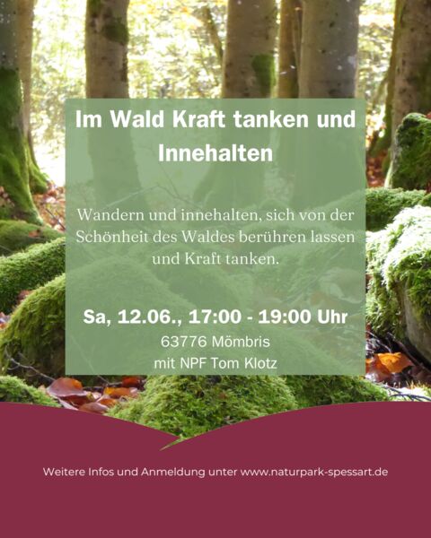 im-wald-kraft-tanken-und-innehalten