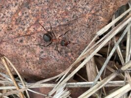 Faszination Waldameise